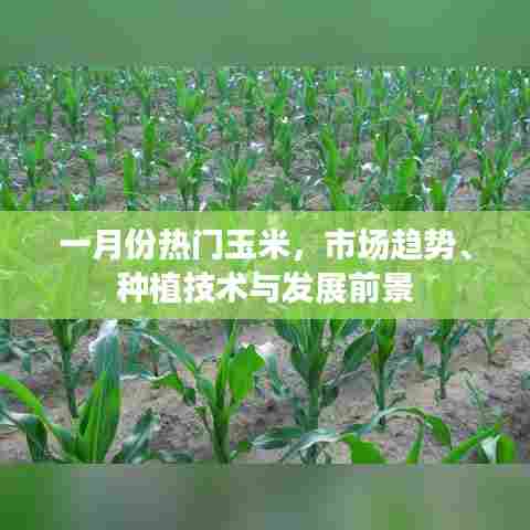 一月份热门玉米市场趋势及种植技术展望