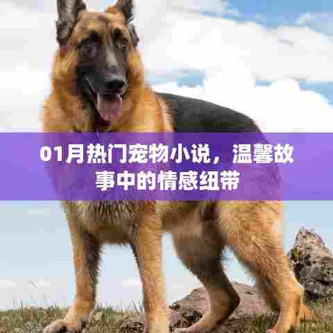 温馨宠物小说,情感纽带连结一月热门故事