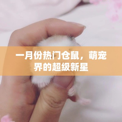 萌宠新星,一月份热门仓鼠风潮来袭