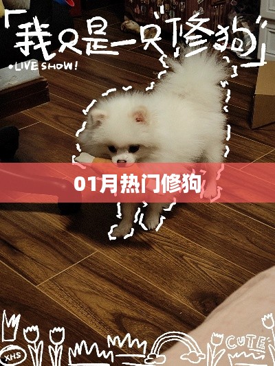 热门修狗动态，一月看点大解析
