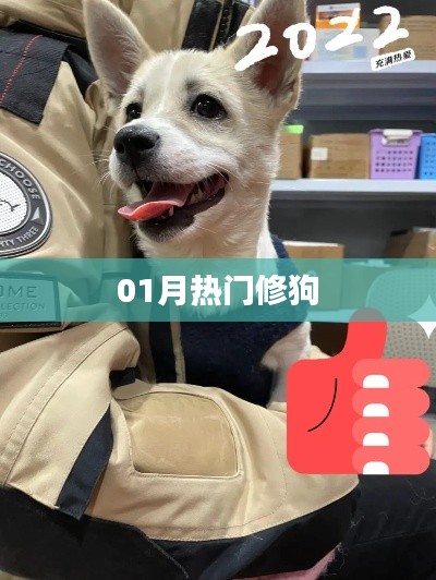 热门修狗动态,一月看点大解析