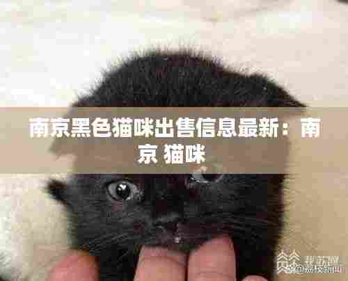 南京黑色猫咪出售信息最新:南京 猫咪