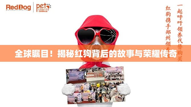 全球瞩目！揭秘红狗背后的故事与荣耀传奇