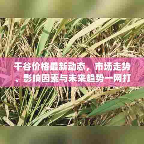 干谷价格最新动态,市场走势、影响因素与未来趋势一网打尽