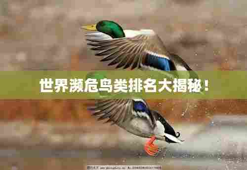 世界濒危鸟类排名大揭秘!