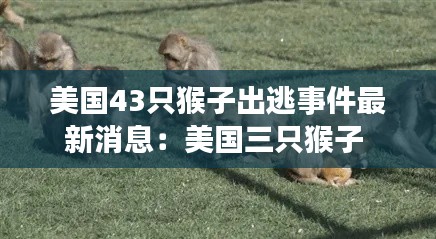 美国43只猴子出逃事件最新消息：美国三只猴子 