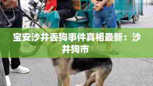 宝安沙井丢狗事件真相最新:沙井狗市