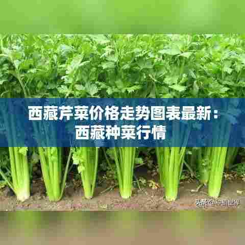 西藏芹菜价格走势图表最新:西藏种菜行情