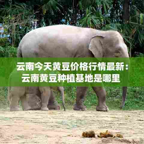 云南今天黄豆价格行情最新:云南黄豆种植基地是哪里