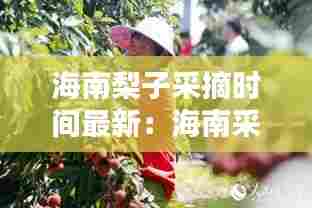 海南梨子采摘时间最新:海南采摘荔枝