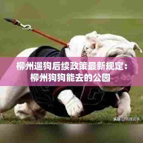 柳州遛狗后续政策最新规定:柳州狗狗能去的公园