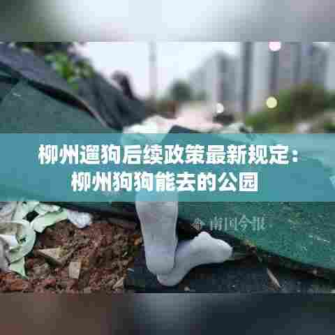 柳州遛狗后续政策最新规定:柳州狗狗能去的公园