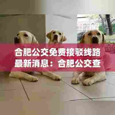 合肥公交免费接驳线路最新消息:合肥公交查询路线实时查询