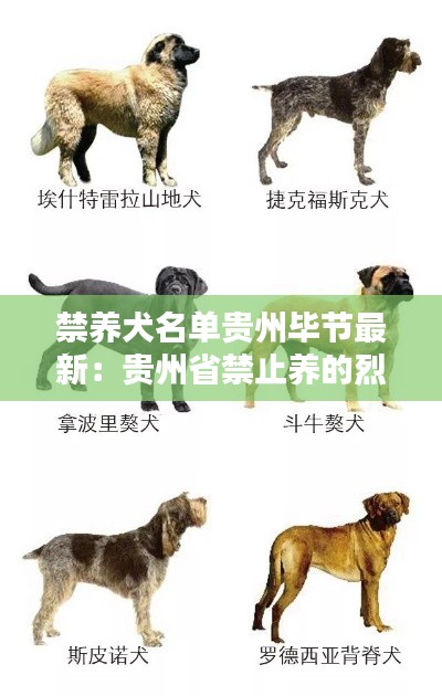 禁养犬名单贵州毕节最新:贵州省禁止养的烈性犬