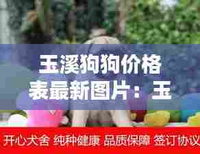玉溪狗狗价格表最新图片:玉溪狗狗收养所在哪里