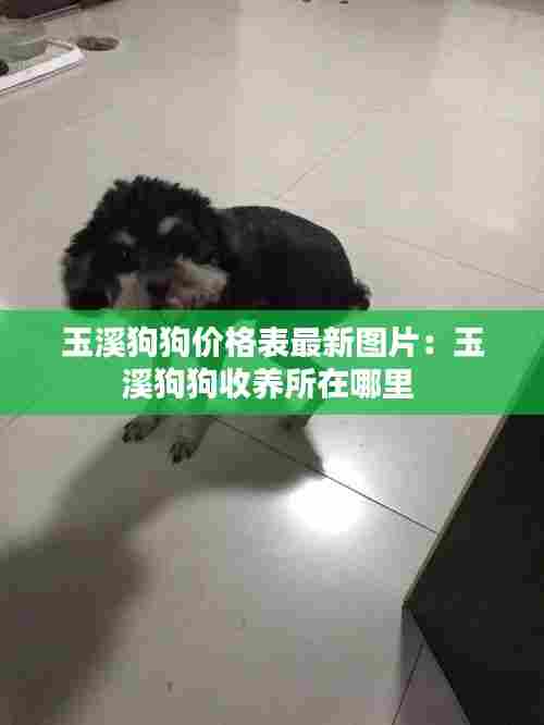 玉溪狗狗价格表最新图片:玉溪狗狗收养所在哪里