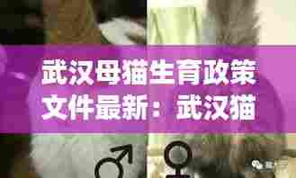 武汉母猫生育政策文件最新:武汉猫咪绝育去哪个医院