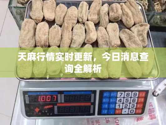 天麻行情实时更新,今日消息查询全解析