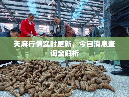天麻行情实时更新,今日消息查询全解析