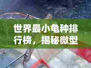 世界最小龟种排行榜,揭秘微型龟类之王!