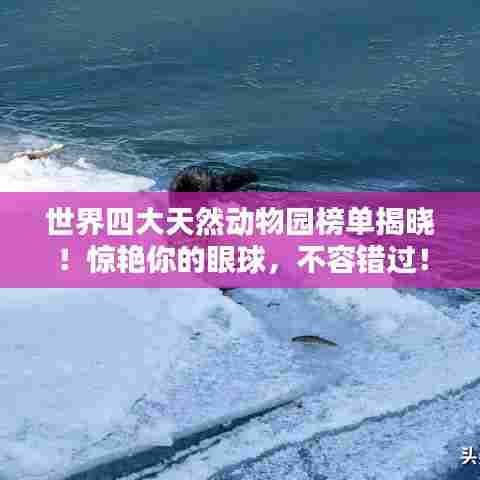 世界四大天然动物园榜单揭晓！惊艳你的眼球，不容错过！