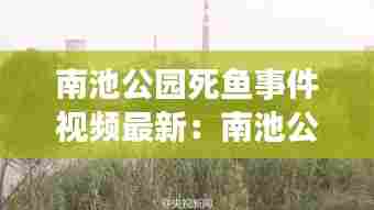 南池公园死鱼事件视频最新:南池公园的景色