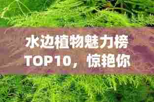 水边植物魅力榜TOP10，惊艳你的眼球！
