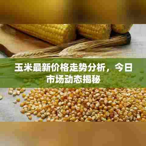 玉米最新价格走势分析，今日市场动态揭秘