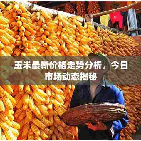 玉米最新价格走势分析,今日市场动态揭秘