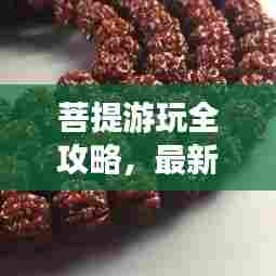 菩提游玩全攻略，最新秘籍一网打尽！