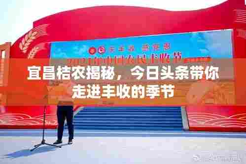 宜昌桔农揭秘，今日头条带你走进丰收的季节