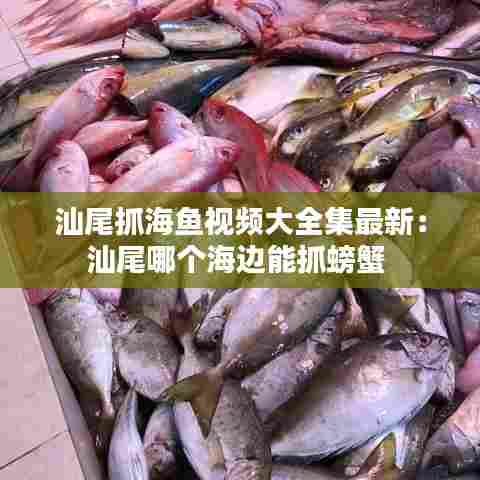汕尾抓海鱼视频大全集最新:汕尾哪个海边能抓螃蟹
