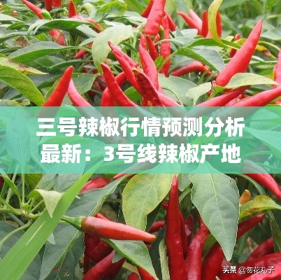三号辣椒行情预测分析最新：3号线辣椒产地 