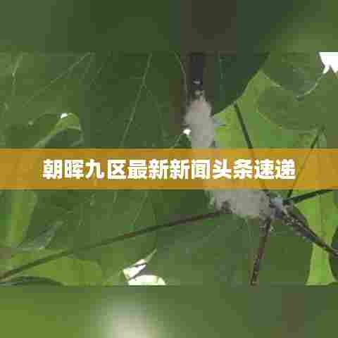 朝晖九区最新新闻头条速递