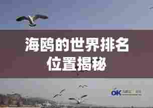 海鸥的世界排名位置揭秘