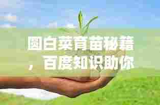 圆白菜育苗秘籍,百度知识助你轻松育苗!