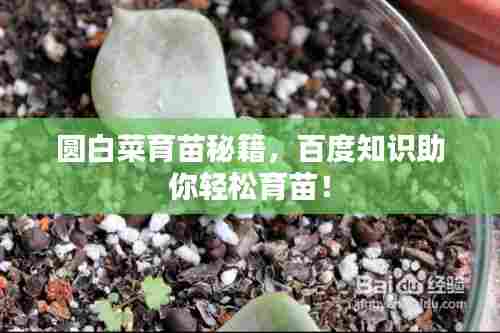 圆白菜育苗秘籍,百度知识助你轻松育苗!