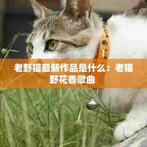 老野猫最新作品是什么:老猫野花香歌曲