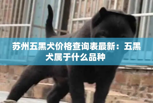 苏州五黑犬价格查询表最新：五黑犬属于什么品种 