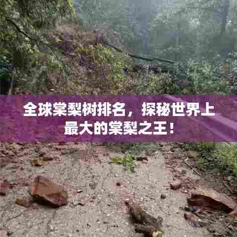 全球棠梨树排名，探秘世界上最大的棠梨之王！