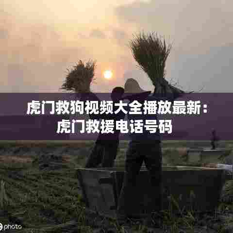 虎门救狗视频大全播放最新：虎门救援电话号码 