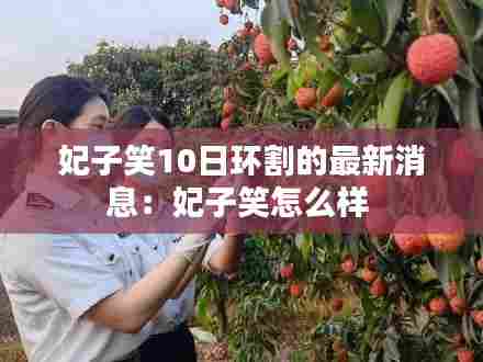 妃子笑10日环割的最新消息:妃子笑怎么样