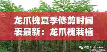 龙爪槐夏季修剪时间表最新:龙爪槐栽植要点