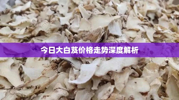 今日大白芨价格走势深度解析
