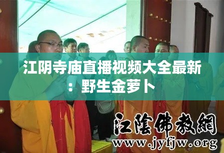 江阴寺庙直播视频大全最新:野生金萝卜