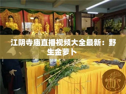 江阴寺庙直播视频大全最新:野生金萝卜
