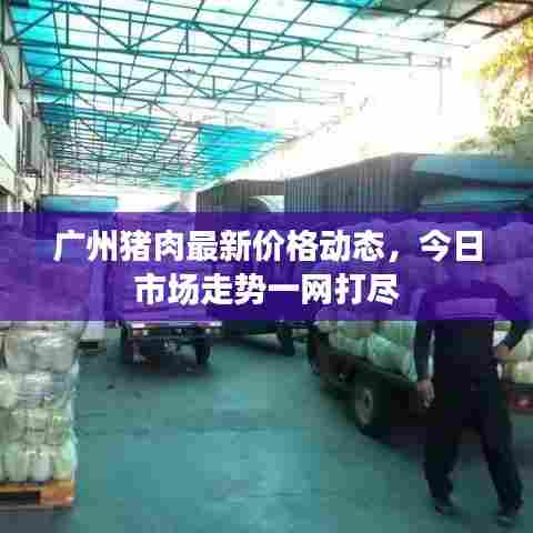 广州猪肉最新价格动态,今日市场走势一网打尽