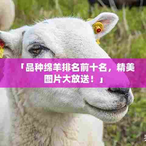 「品种绵羊排名前十名,精美图片大放送!」