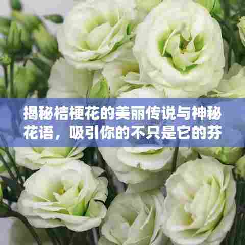 揭秘桔梗花的美丽传说与神秘花语，吸引你的不只是它的芬芳！