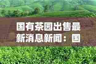 国有茶园出售最新消息新闻：国有茶叶公司 